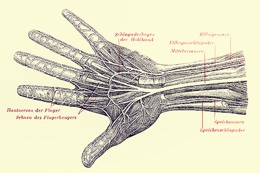 Anatomische Skizze einer Hand