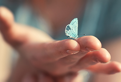 Schmetterling sitzt am Finger